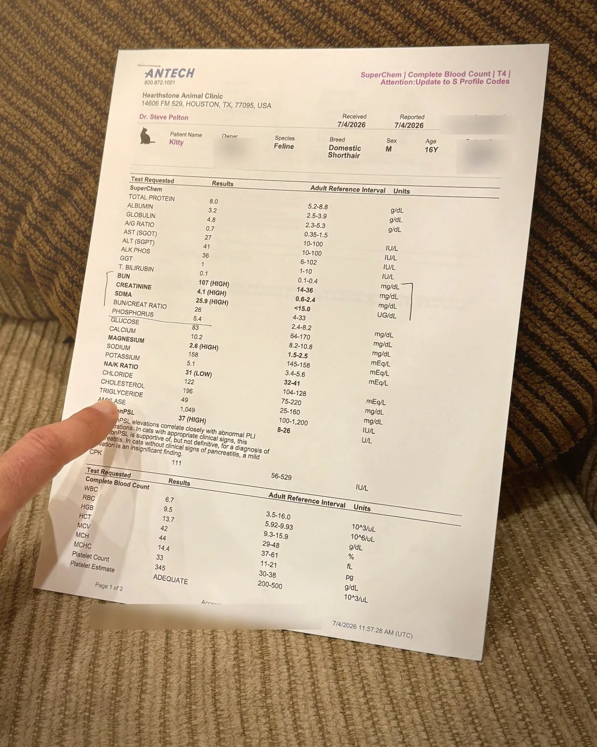 A printed Antech blood panel for a sixteen year old cat, held up in one hand. Creatinine, SDMA and the BUN to creatinine ratio are all flagged HIGH, with the reference range printed beside each value.